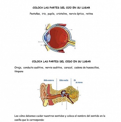 El ojo y el oido